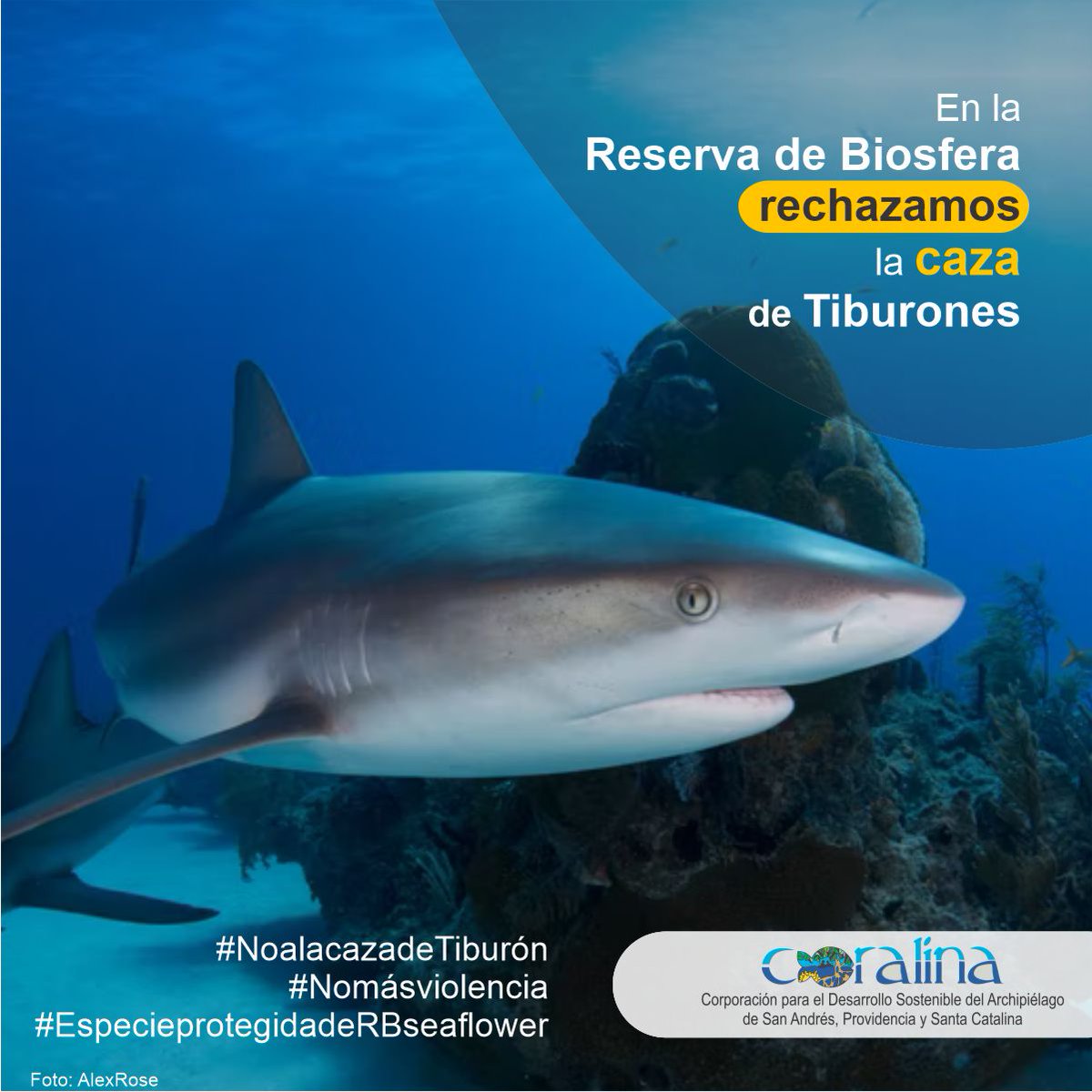 Las poblaciones de tiburones, sanos y biológicamente diversos, son importantes para mantener el equilibrio en los ecosistemas marinos, incluidos los hábitats y las pesquerías saludables. #NoalaCazadeTiburones #NoMásViolencia #EspecieprotegidadeRBSeaflower #ConservarSeaflower