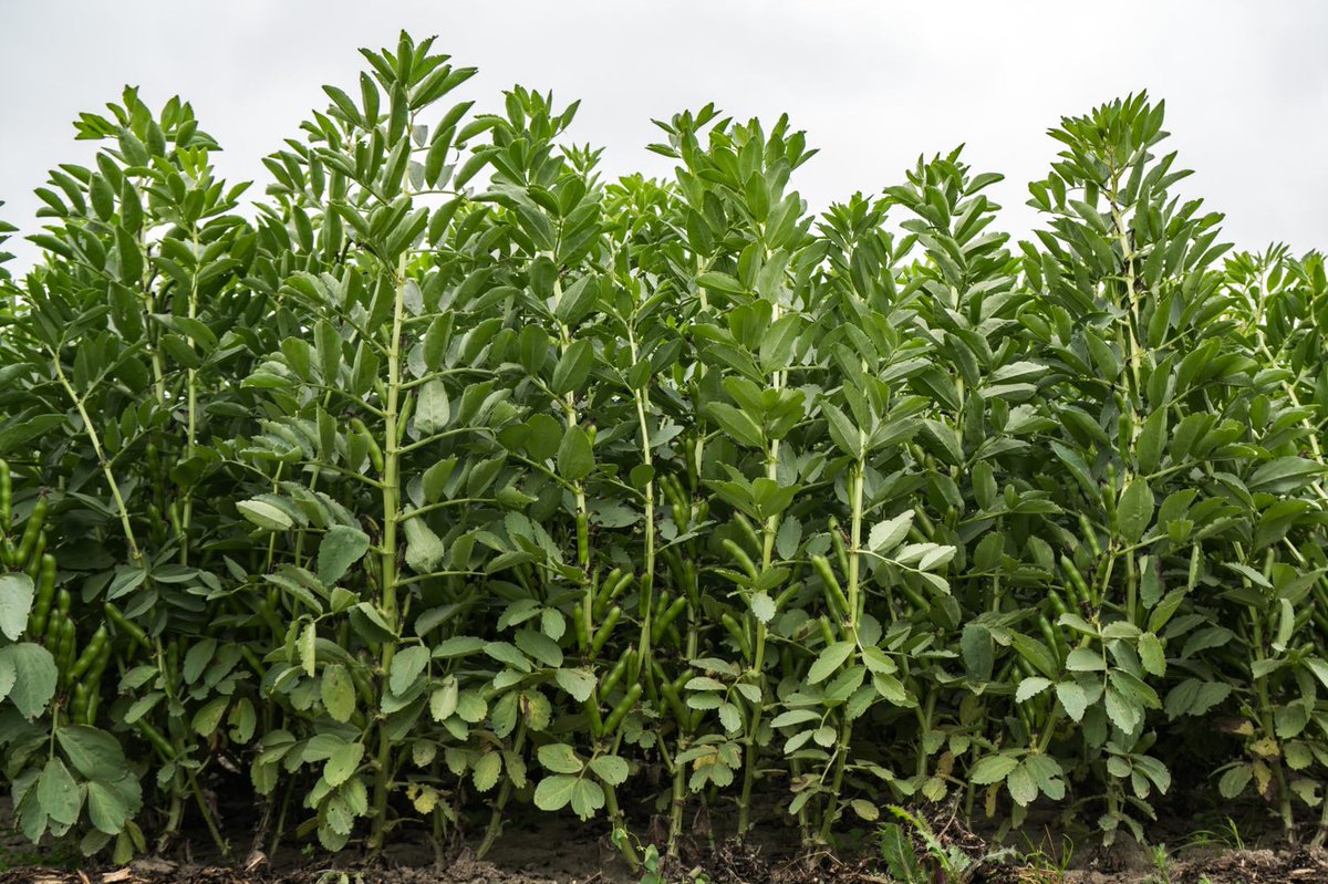 Nitraatuitspoeling, biodiversiteit, kringlooplandbouw en behoud van een gezonde bodem. Hierin wordt veel van boeren in de Peel verwacht. Maar hoe dan? Een uitgekiende vruchtwisseling of nieuwe rotatieteelten zouden slimme oplossingen kunnen zijn. Meedoen? bit.ly/Rotatielteelten