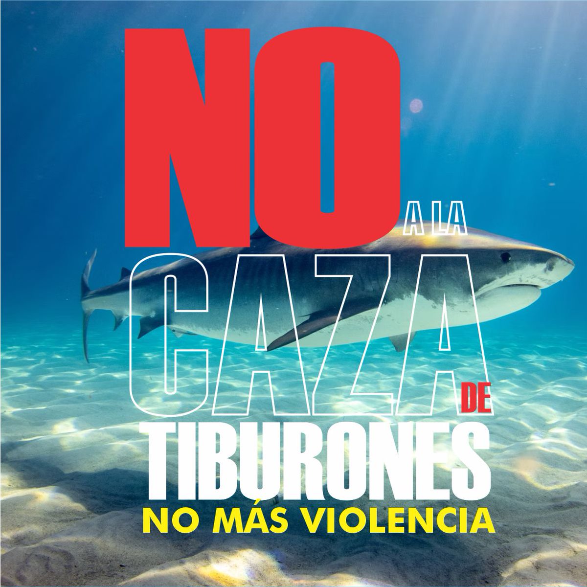Los tiburones ayudan a mantener la salud de sus hábitats, incluidos los lechos de algas y arrecifes corales. La disminución de las poblaciones de tiburones puede producir efectos en cascada negativos en todo el ecosistema marino. #NoalaCazadeTiburones #RespetoLaVeda