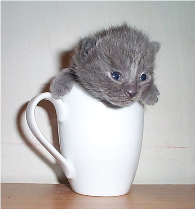 Here is some cute for you on Monday morning...