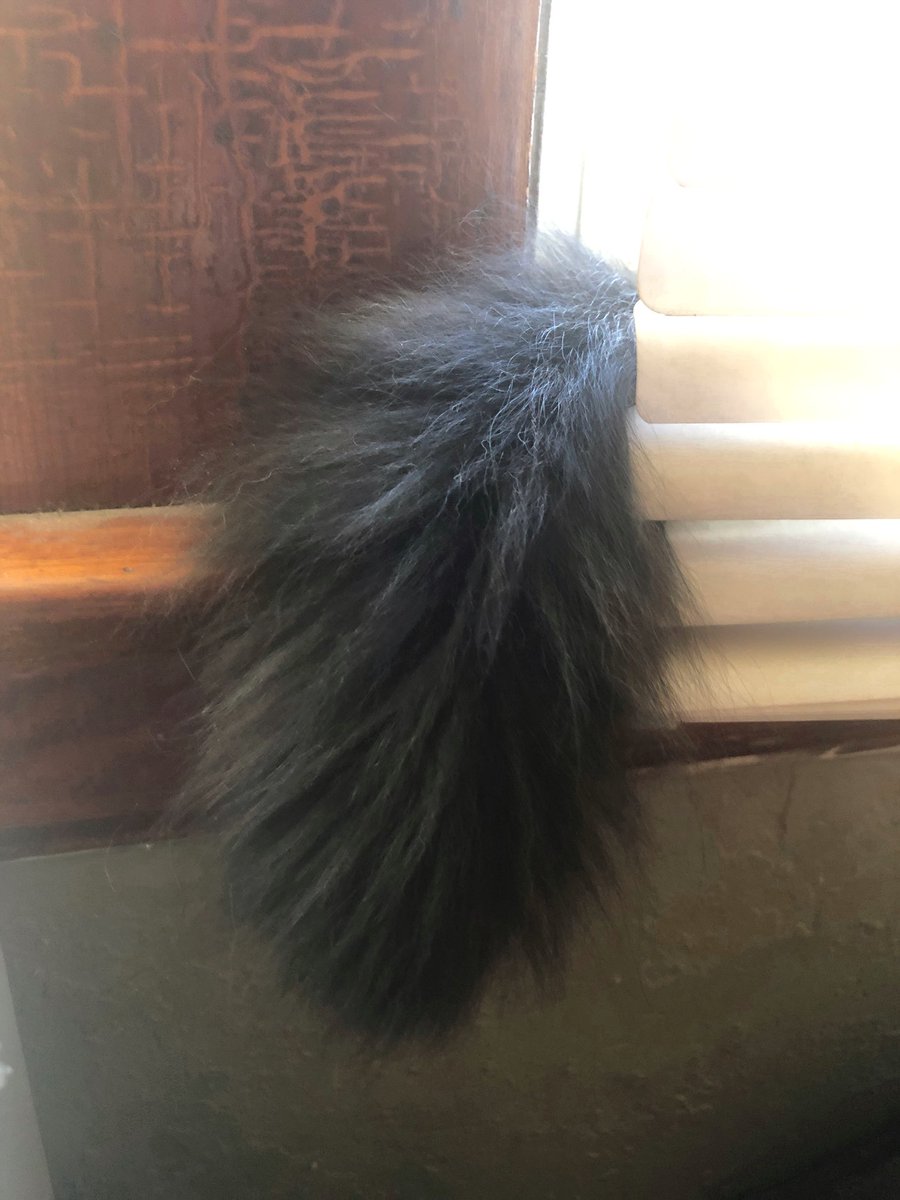 egseah's tweet image. This morning’s mysterious sighting. 🤔 #watchcat #nosycat #nosyneighbor #floof #neighborhoodwatch