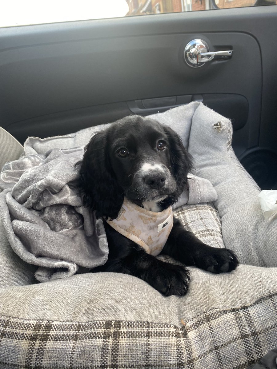 FfionMorley's tweet photo. #PLTPET Connie is the cutest 🤍 https://t.co/MtayZOhSHl