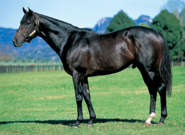 HORSERACING1002's tweet image. ANABAA (DANZIG) #Anabaa
A G1, winner in France and England, Stood in France, USA and Australia, sired 67 sw, stood at @castletonlyons and Haras de Quesnay