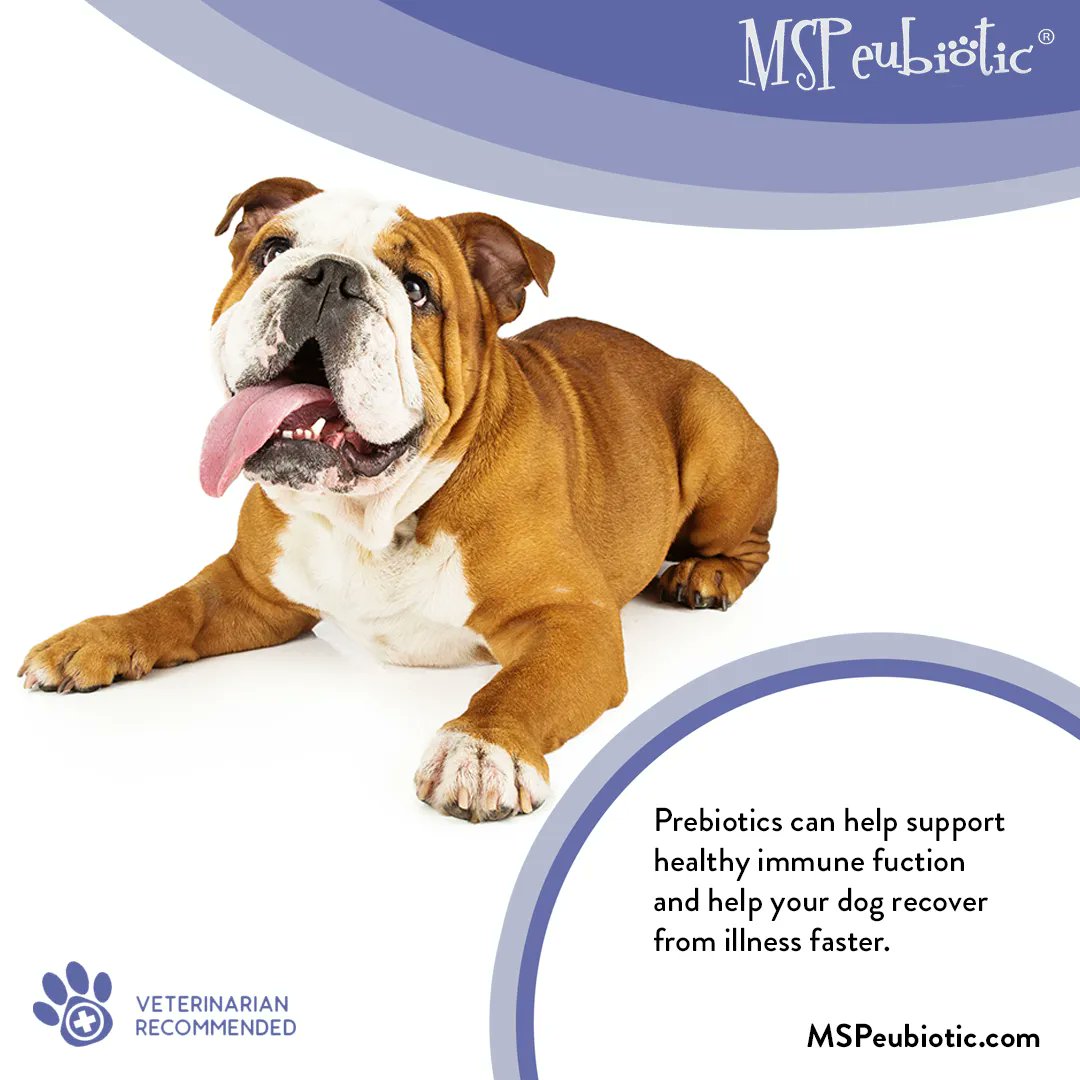 MSPeubiotic's tweet image. Prebiotics can help support healthy immune function and help your dog recover from illness faster.  #healthyimmunefunction #immunesystem #dogcare #dogs