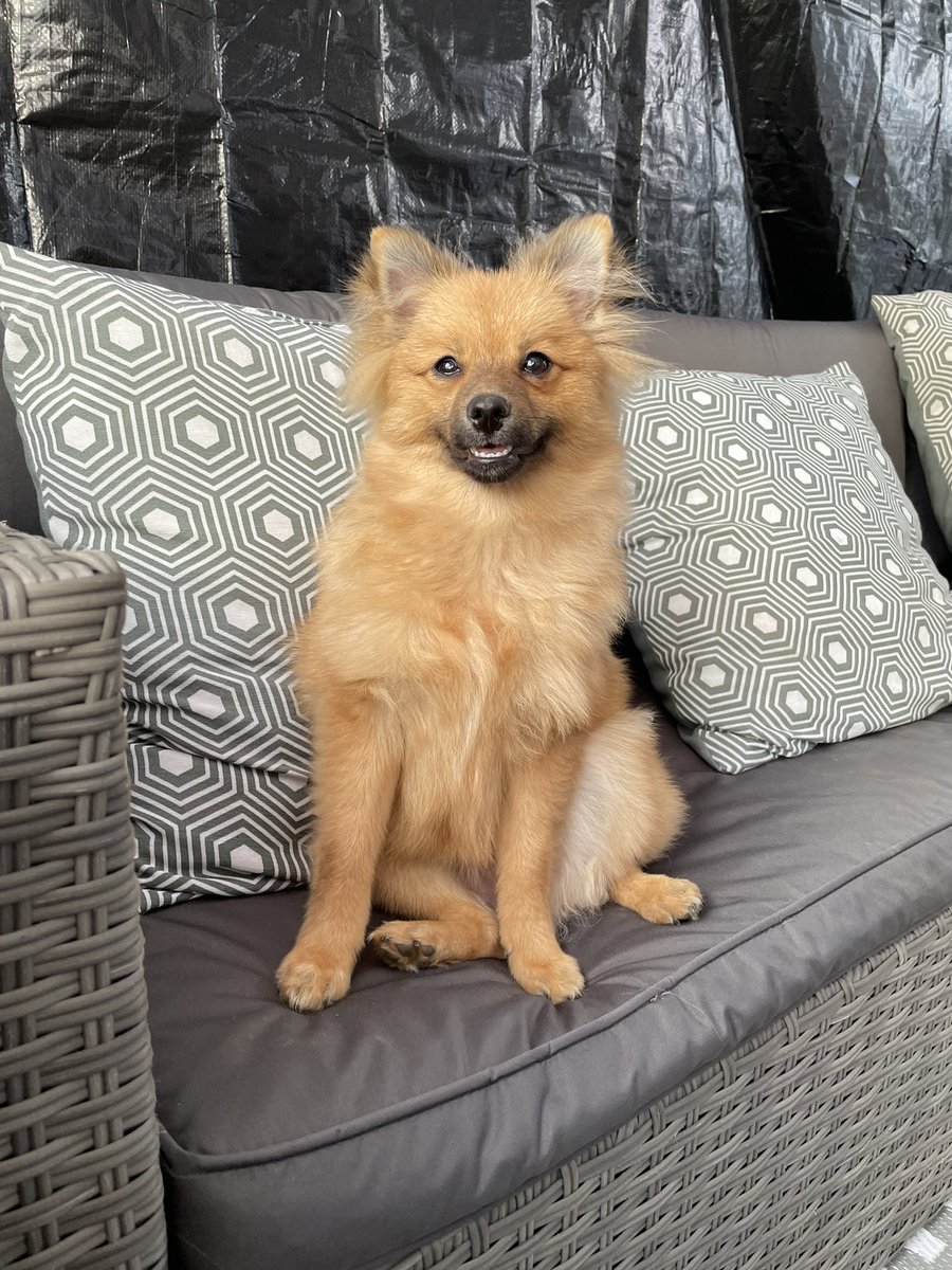 Caseyrobinsonx's tweet photo. Lilo🐾💓 pearly whites 🦷#pltpet @OfficialPLT #prettylittlething https://t.co/H5kzc4SM4h