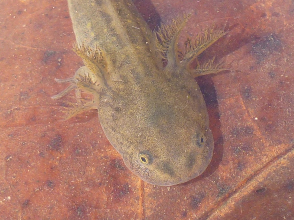 Tom Anderson tweet media