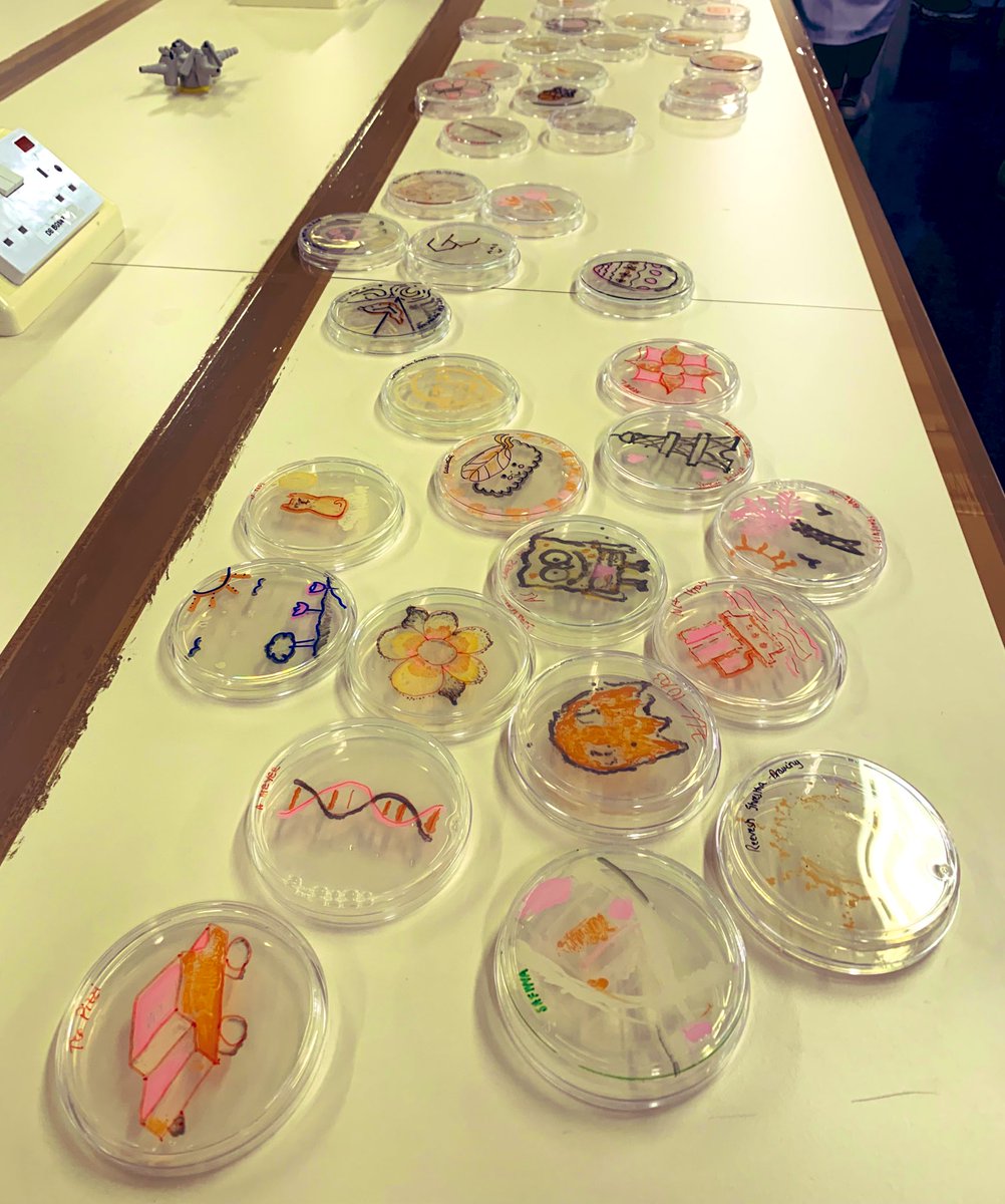 ProfTomEllis's tweet photo. End of our yeast synthetic lab series today and students are super excited to see their yeast living bio art plates. So many cool designs from their engineered strains making pigments and fluorescent proteins. 👏 
Who wants to see some pretty plates? ⬇️ https://t.co/s2FHRXtVnO