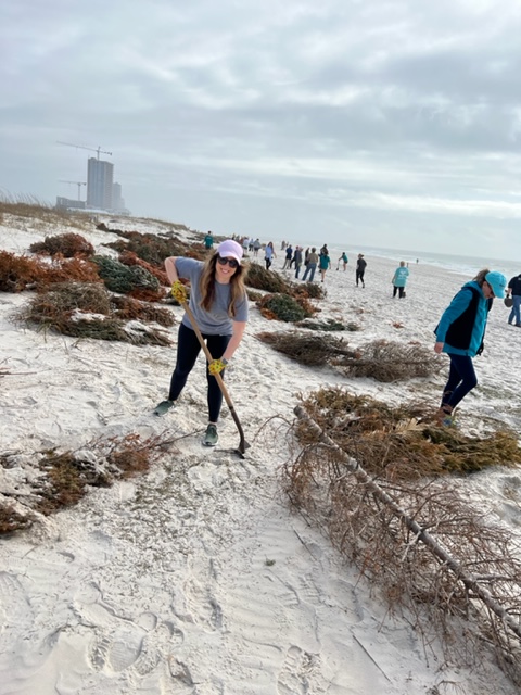 KaiserVacations's tweet photo. ICYMI - Kaiser Vacation Rentals participated in recent community outreach, the Gulf State Park Dunes Restoration Project. 
🌲  
Local residents donate their Christmas trees for dune restoration to improve the vital Gulf dunes ecosystem.
#KaiserVacationRentals #DuneRestoration https://t.co/ziMBCt366a