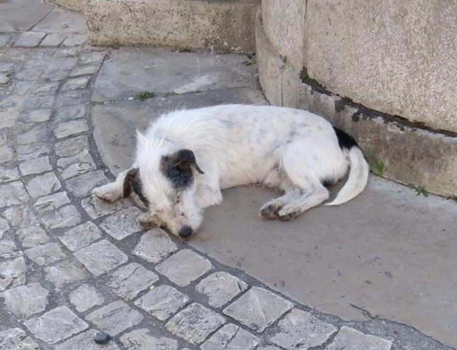 Teso4zampe's tweet photo. Gira da solo a Casperia. È stanco, probabilmente smarrito. Chi lo riconosce? - https://t.co/OYE4m0Zvs3 https://t.co/Rok3iI3shL