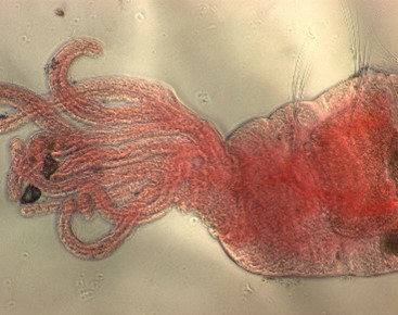 Get to know the Barataria estuary! Manayunkia aestuarina is one of the most common Annelid species in Barataria. This species lives its whole life in a tube built from sand and mud grabbing food from the water column. Worms are really cool! #BEM2022