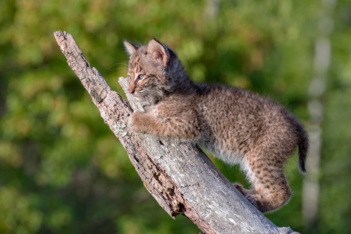 What's better than permanently protecting 1 property? How about protecting several to form a corridor for animals like this bobcat? By increasing $3 million #NYSCPP and $400 million #NYEnviroFund we can make the WNY Wildway possible. We call on the legislature for their support.