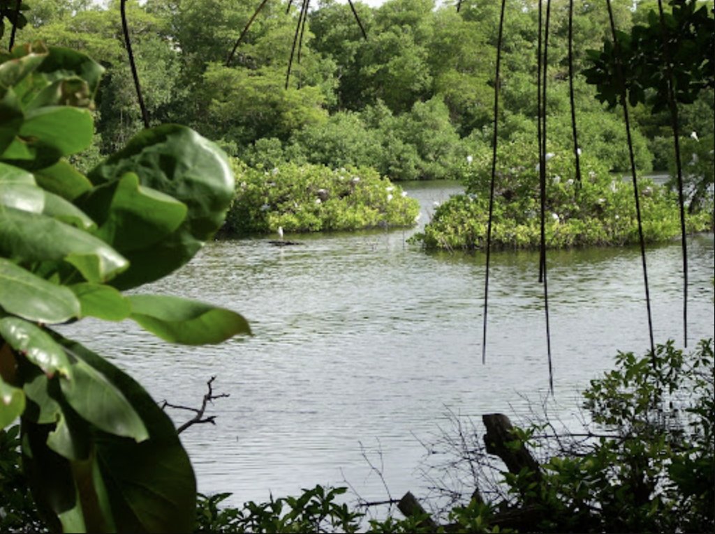 On this day, it is important that we remember Barbados’ history of lush, natural mangrove woodlands🇧🇧. The only remaining indicator of this history is Graeme Hall Wetland, Barbados’ last mangrove forest and only RAMSAR wetland💚.

#Barbados #KeepWetlands #RestoreWetlands