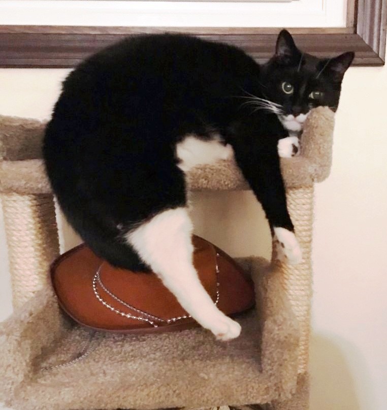 #catlovers #MondayMorningHangover  #Sambo