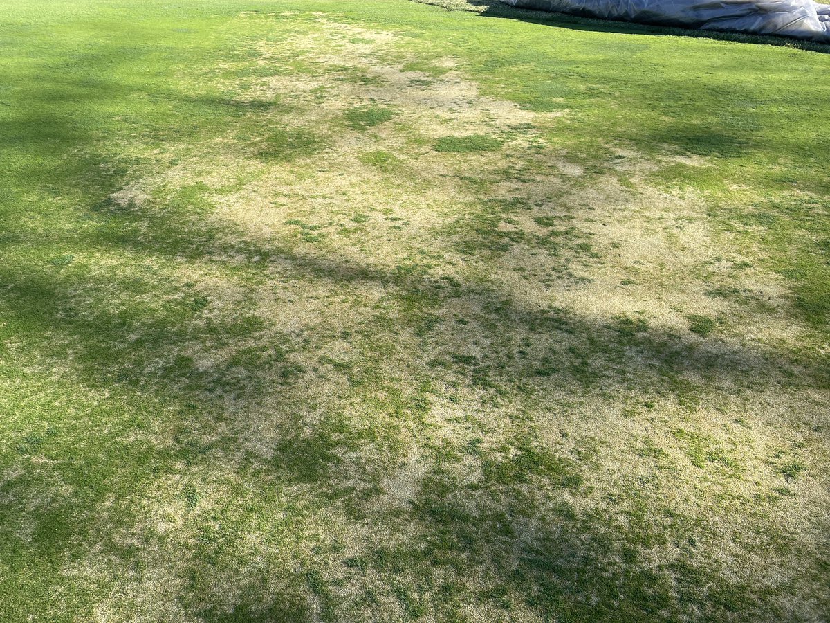Unfortunately, we’re seeing some winter injury on Poa annua greens at courses in PA, NJ, NY, and CT. It’s going to take a month or two for some greens to recover. DM for help on recovery programs or long term prevention.