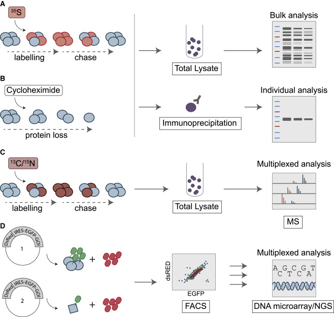 MolecularCell's tweet photo. Online Now: Protein degradation on the global scale https://t.co/D2S3cNWSCy https://t.co/Iyu3BSBGX6