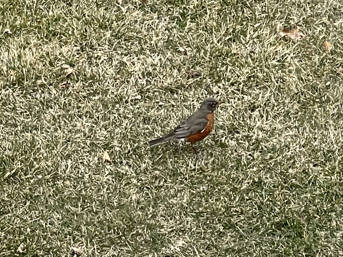 BrendaSchiltzMD's tweet photo. Spring is in the air!! #firstrobinofspring #pleasenomoresnow #minnesota #youhavenoideathejoy https://t.co/ZygNJA5R0a