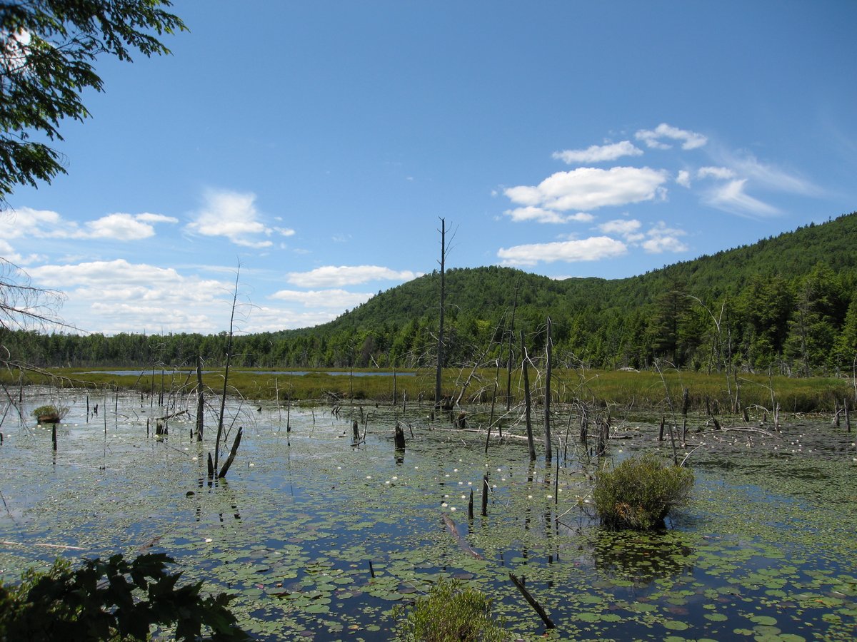 The Conservation Partnership Program has supported 22 LGLC projects, protecting 3,700 acres of land, directly protect the water quality of Lake George. Legislators, we call on you to support a $3M CPP so these efforts can grow! #NYEnviroFund #NYSCPP #NYBudget #NYBondAct