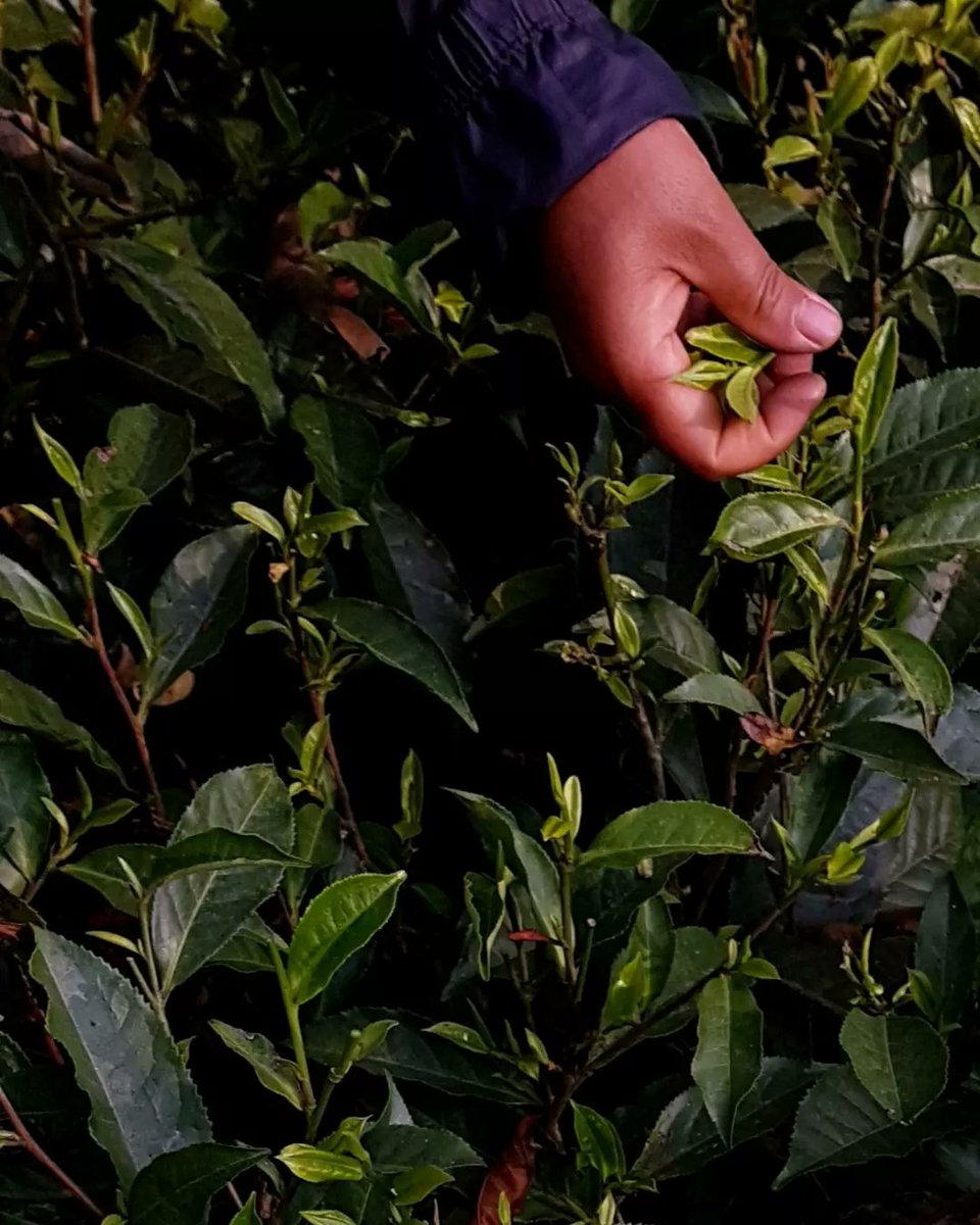 JunChiyabari's tweet photo. Today, we commence our 2022 Tea Season &amp; Early Spring Harvest with the very first pickings. Like last year, it has fallen on Spring Equinox, 21st March.

#EarlySpringHarvest2022 
#JunChiyabari #organic #tea #garden #naturalfarming #Nepal https://t.co/CrYrwik173