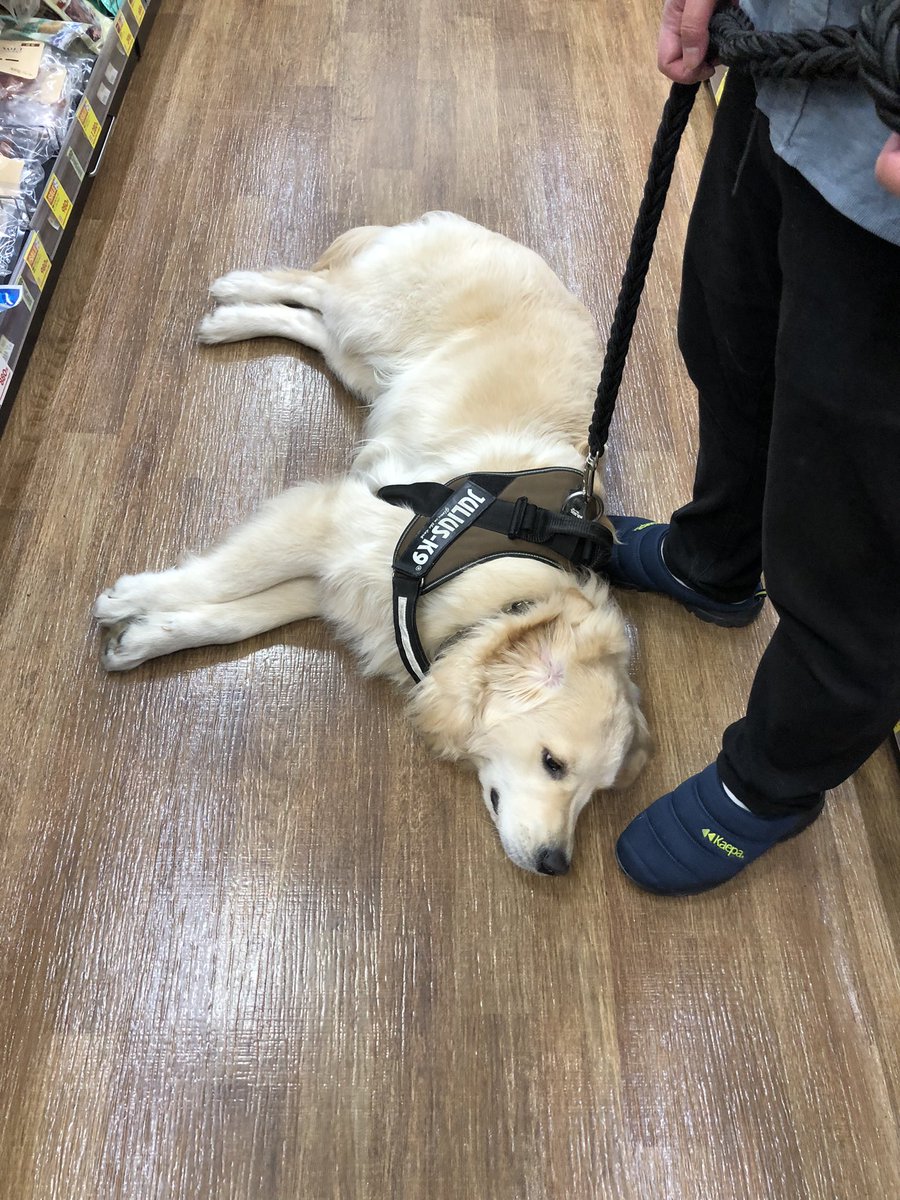 犬のよさ Min T ミント