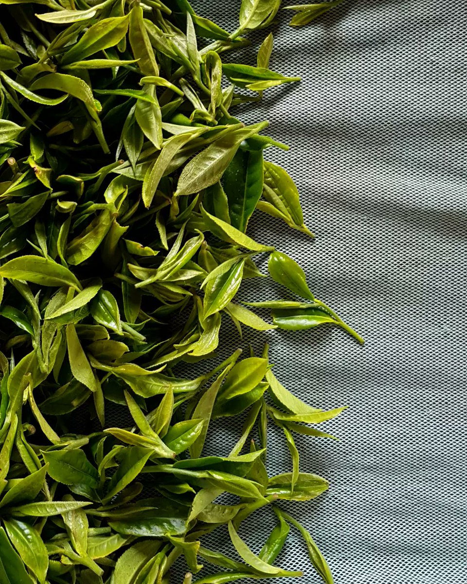 JunChiyabari's tweet photo. Today, we commence our 2022 Tea Season &amp; Early Spring Harvest with the very first pickings. Like last year, it has fallen on Spring Equinox, 21st March.

#EarlySpringHarvest2022 
#JunChiyabari #organic #tea #garden #naturalfarming #Nepal https://t.co/CrYrwik173