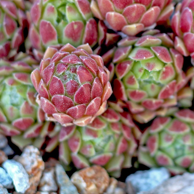 MtnCrestGardens's tweet photo. A cute cuddle cluster of 'Spring Beauty'! Who else loves clumping plants? ✋
Shop here: https://t.co/sKbLnpQ1OZ
#Succulents #SucculentLove #SuccuLove #SucculentAddict #CactusLove #Semps #Sempervivum #MountainCrestGardens https://t.co/QEIUXMTPqP