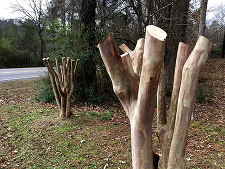 Jubileescape1's tweet image. Crepe Murder is a landscaping offense this time of year! Don't top off your crepe myrtle trees with electric shears, as deep cuts leave flimsy shoots that can't support coming summer blooms. Opt for hand pruning instead! #crapemurder #justdontdoit #handpruning #jubileescape