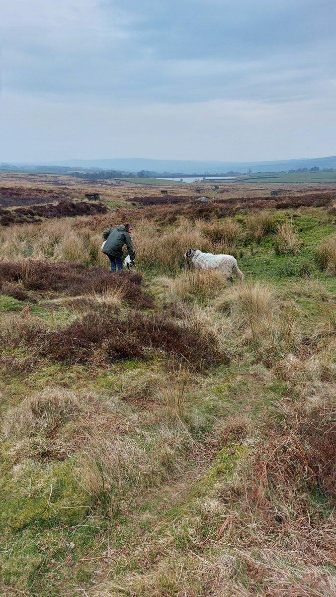Catching a couple of early Swales up on the moor. 
#farming #lambing2022
