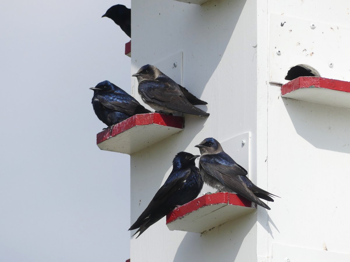 Super excited to see one of my master's chapters published at the Journal of Avian Biology! In this paper we studied purple martin population genomics and natal dispersal in North America.🐦🧬 doi.org/10.1111/jav.02… @KevinCFraser @kedelmore