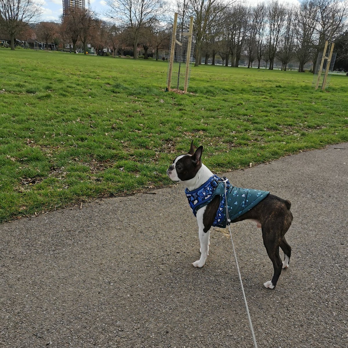nelooomy's tweet photo. @Boston_Society Inspired us to get Iggy 💞🐾 https://t.co/xfUA9H1iZc