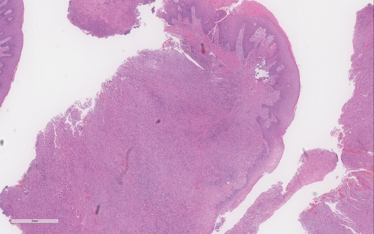 Ilan Weinreb 🇮🇱🇨🇦 אילן וינרב tweet media