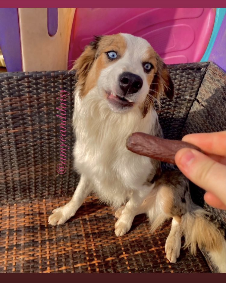 The face that says “I’m handsome and I know it” 😂 

Stick your tongue out if you can smell yummy 😋 treats! In the last pic he was like “is that really for me 😮”

Treat bag from <a href="/PlutosWorld22/">Pluto’s World</a> 😋😋
Use code “murdo7” for 💰 off! 

In these photos:
Murdo - border collie - ours