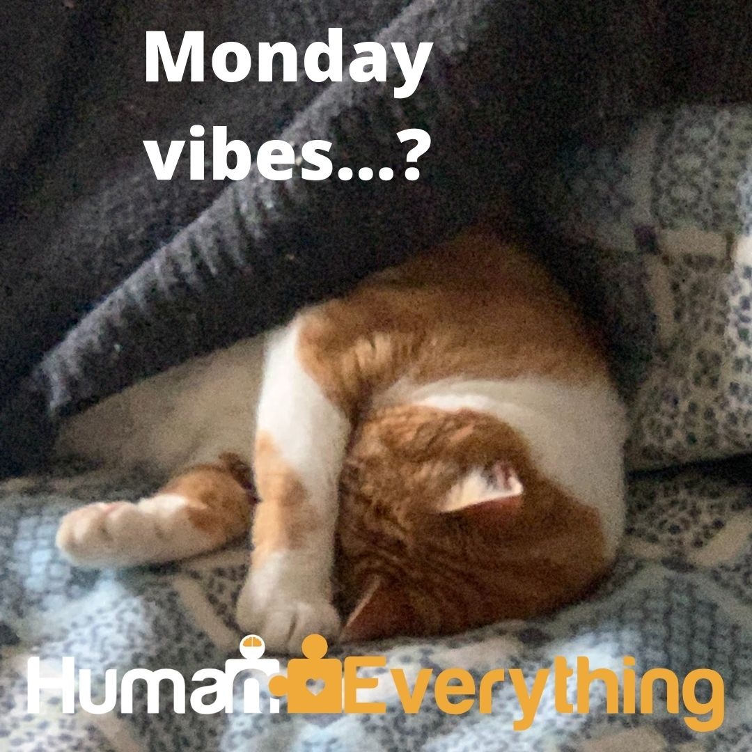 If this is how you feel on a Monday, it could be you need some Human Everything in your life!

Check out our website for inspiration. 

#mondaymood #workplacewellbeing #mondays #lovemondays