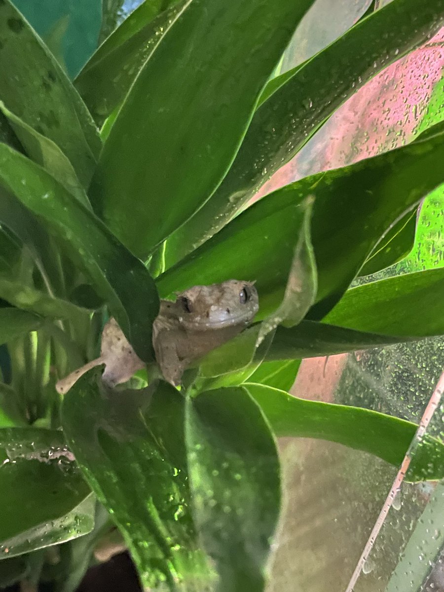 KWBPascal's tweet photo. Big smiles after my morning misting and treats. https://t.co/UBC6fXcuxX