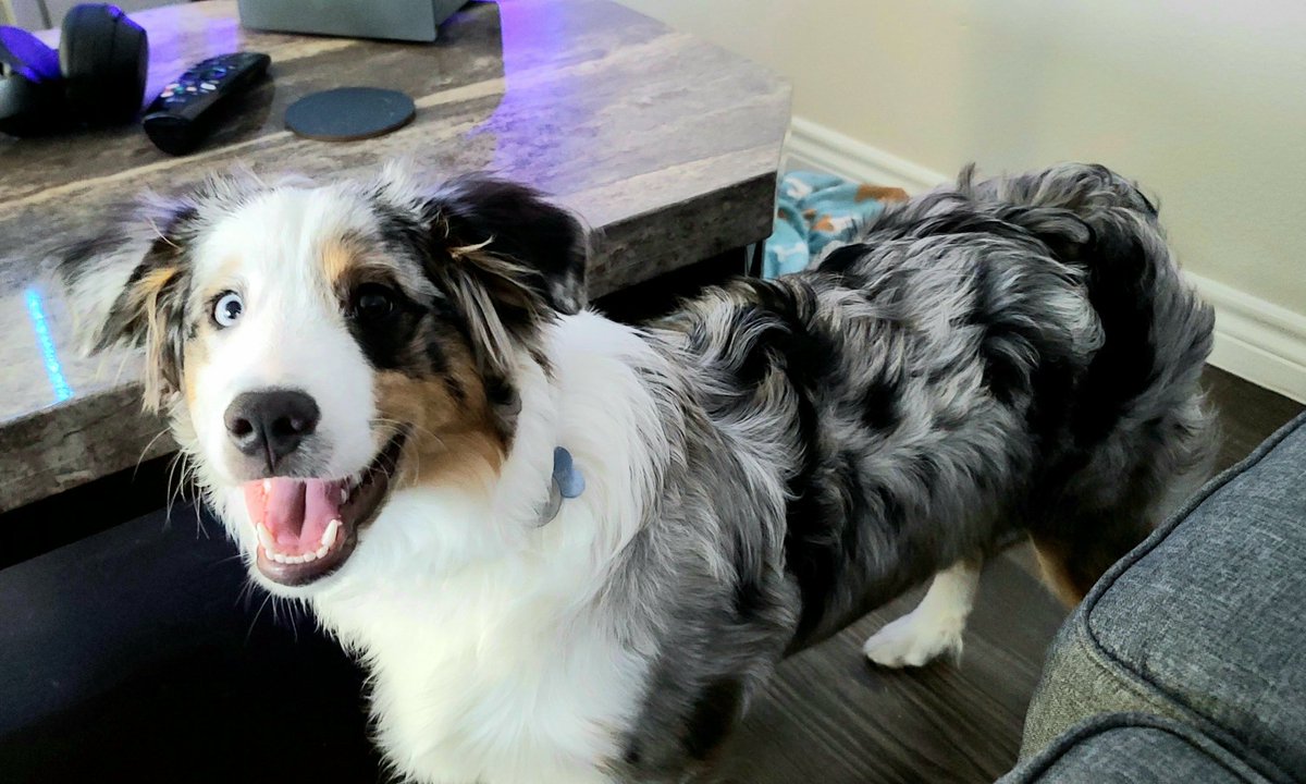 What kinds of dog bones (like rawhides, elk antlers, etc) do you all recommend? I tend to get tired of bones that quickly lose their taste.