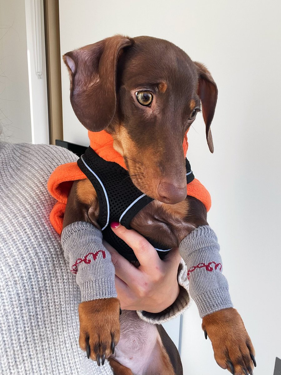Yashannahx's tweet photo. @OfficialPLT If we win any competition it has to be this one 😂☀️🕶🌺✨🤩🐶🐾🌭 #PLTpet @OfficialPLT https://t.co/6jwrZnwwM3