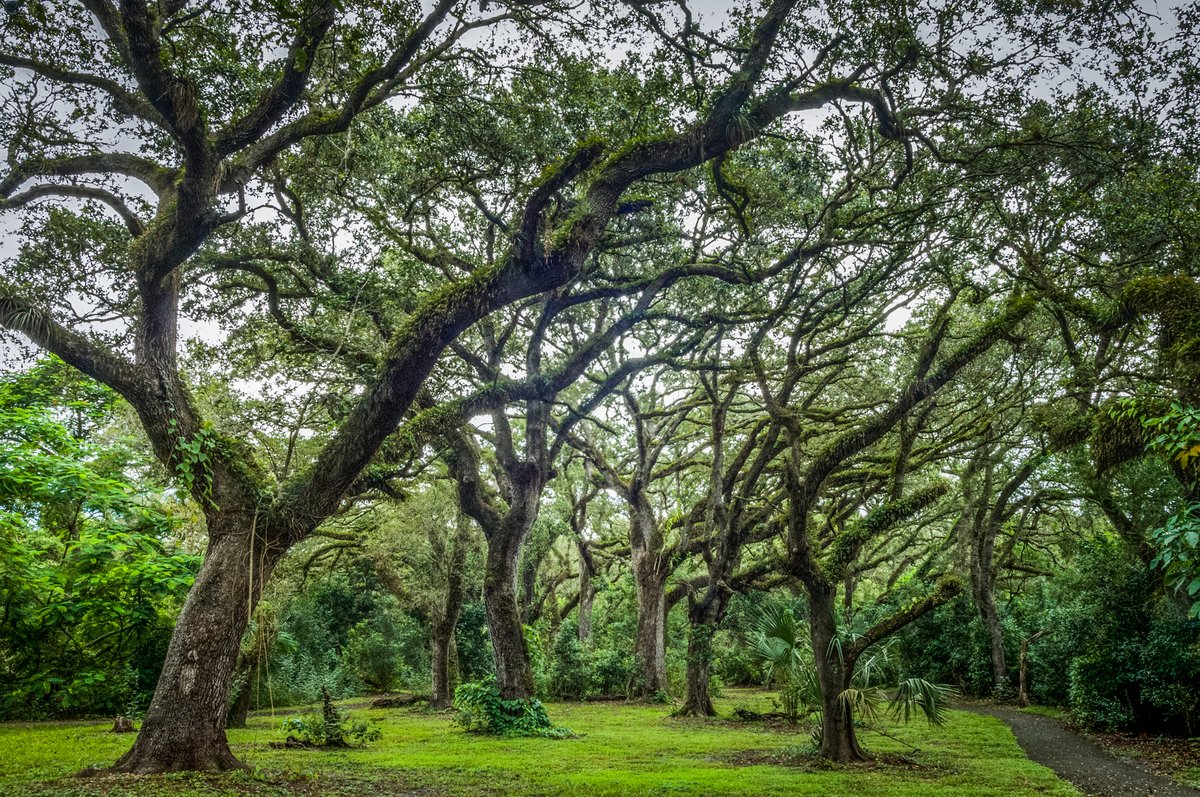 BrowardParks's tweet photo. Happy #InternationalDayofForests from #BrowardParks and #TreeTopsPark.
#BigTrees #TownOfDavie #PlayInTheShade https://t.co/zZuCod0nRD
