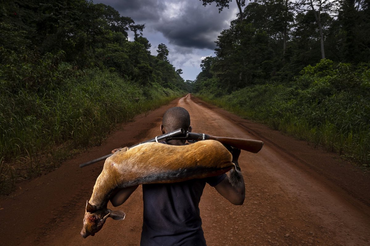 wcs_congo's tweet image. Healthy forests can be sustainably productive. Through non-linear harvesting and controlled hunting, forests can provide abundance, and intact national parks can become a major tourism asset, providing long-term income to nearby communities.#InternationalForestDay
