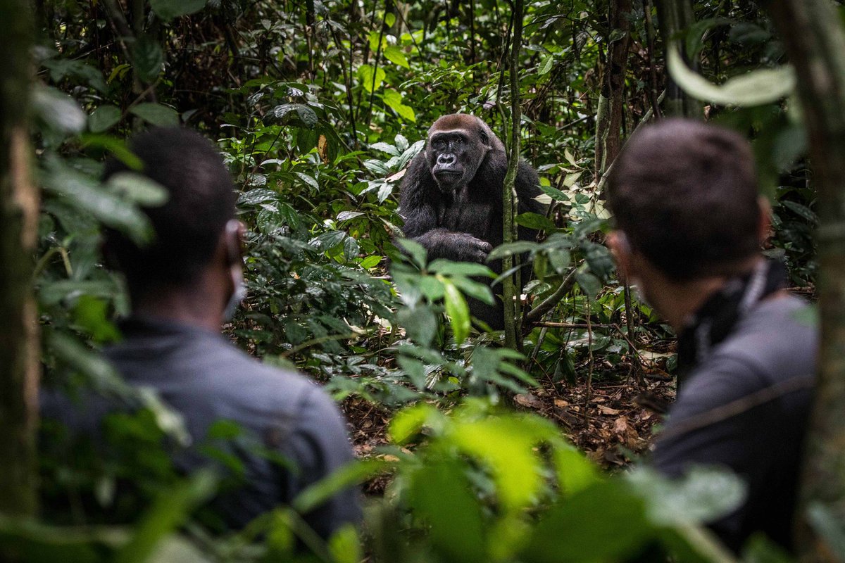wcs_congo's tweet image. Healthy forests can be sustainably productive. Through non-linear harvesting and controlled hunting, forests can provide abundance, and intact national parks can become a major tourism asset, providing long-term income to nearby communities.#InternationalForestDay