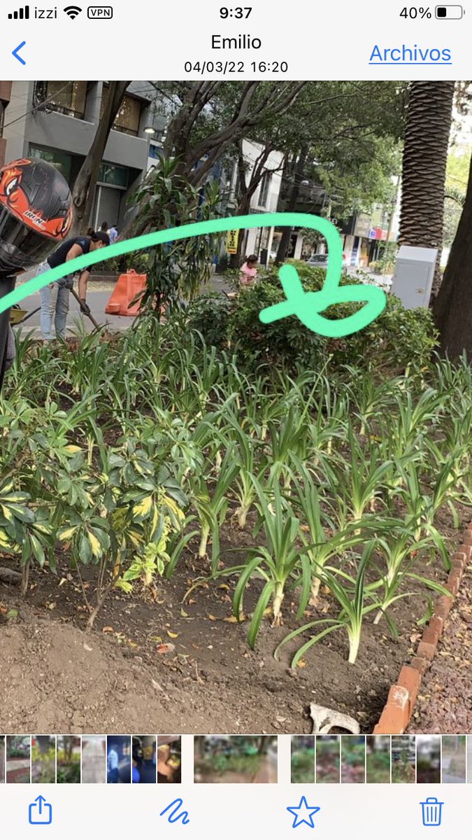 ChapMorales's tweet photo. @gabysalido @SOBSECDMX @GobCDMX @SEDEMA_CDMX @MHDMAS_ @SEDEMA_CDMX  Imagen del camellon antes de que Seddma lodestrozara asi debe volver a quedar https://t.co/0hu2L6EVqt