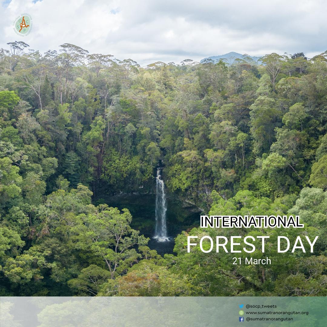 socp_tweets's tweet photo. Happy International Forest Day
#klhk #bbksdasumut #socp #panEco #Yel https://t.co/BEhOkHB3rU