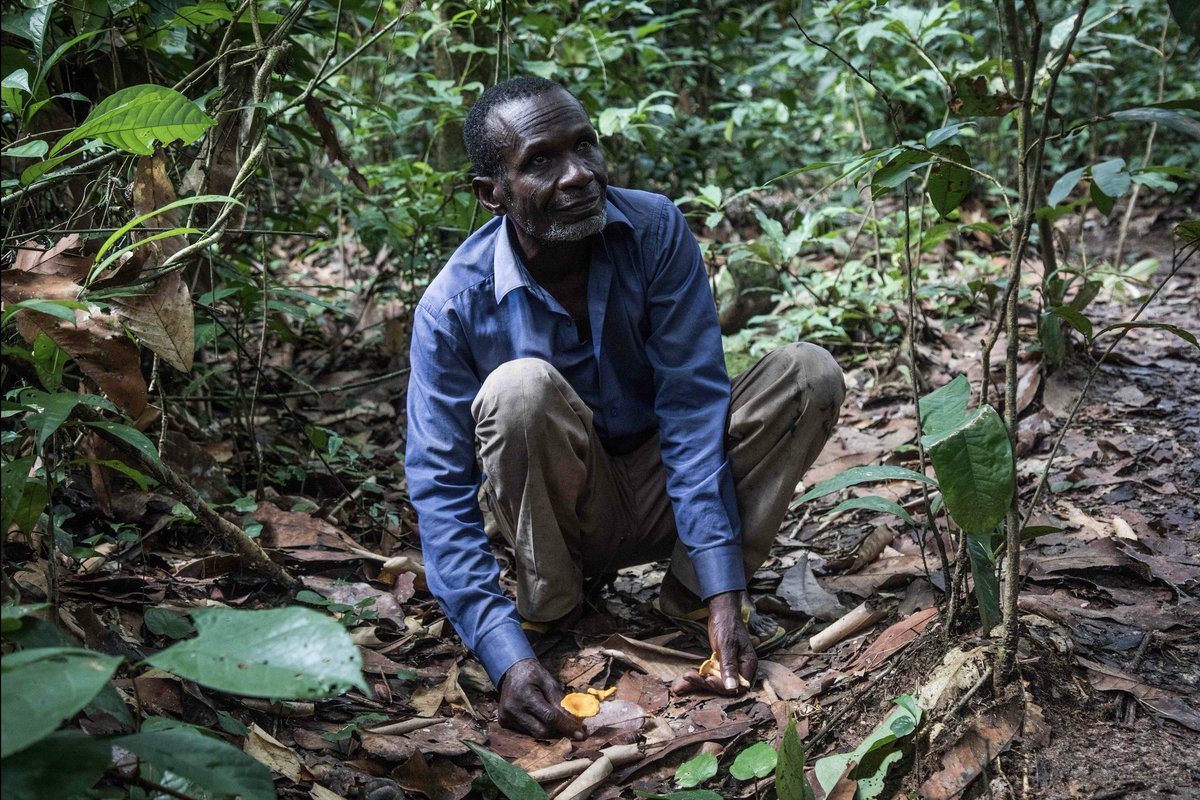 Healthy forests can be sustainably productive. Through non-linear harvesting and controlled hunting, forests can provide abundance, and intact national parks can become a major tourism asset, providing long-term income to nearby communities.#InternationalForestDay
