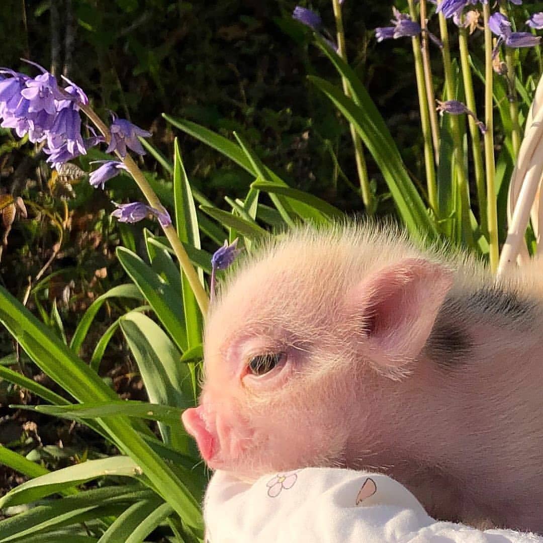 Pig's World tweet media