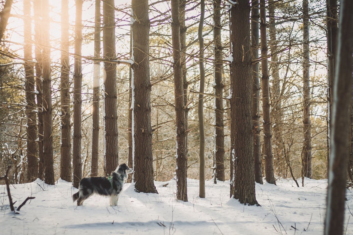Happy International Days of Forests 🌲
#InternationalDayofForests #forestdweller #forestadventures #dogsoftwitter #twitterdogcommunity