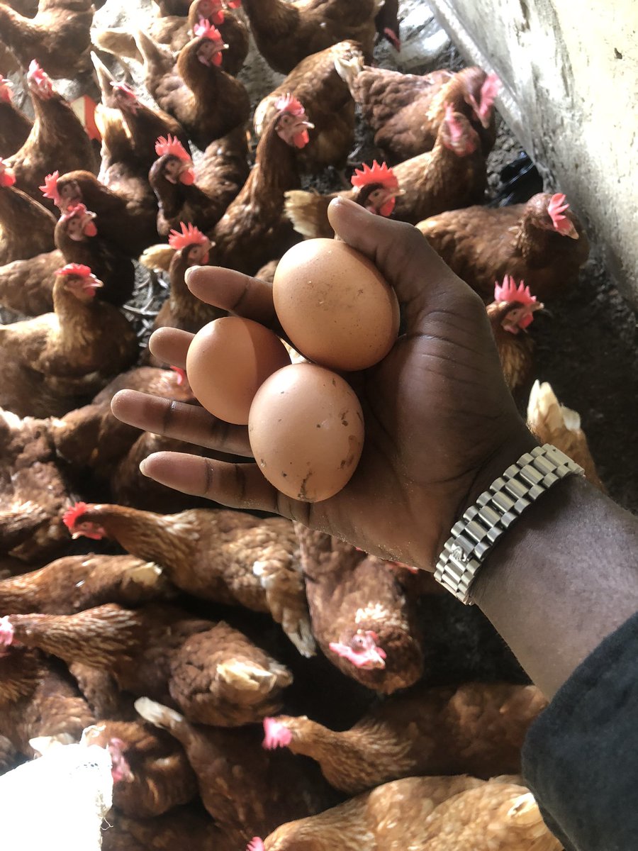 Elie Lomboto🇨🇩🐓 tweet media