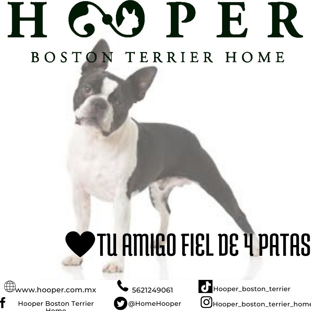 HomeHooper's tweet photo. Un amigo de 4 patitas siempre brindará su amistad, compañía y encanto.🐶🐾 #HooperBostonTerrierHome #BostonTerrier #DogLove https://t.co/VgwDRlSJOi