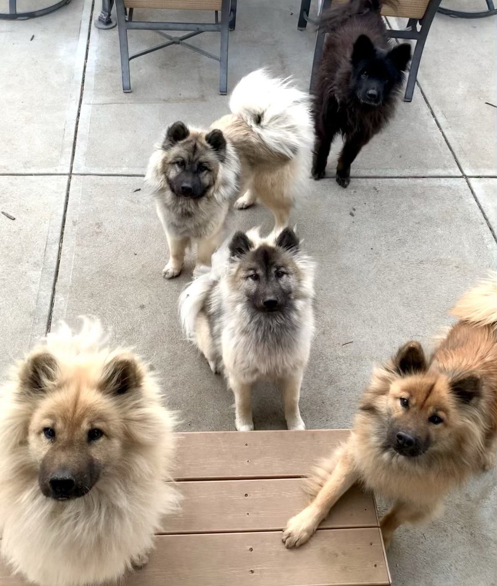 Everyone loves steak night in the Heartland! ❤️🥩🐾🥩❤️. #heartlandeurasiers #eurasiers #useurasier #eurasierdog #Nebraska