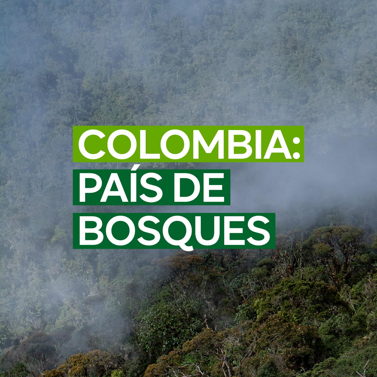 EnvolVertLatino's tweet image. #DíaInternacionalDeLosBosques 🐒🦉

🙌 Los bosques son fuente de vida y de bienestar. Son ecosistemas que están interconectados con los procesos biológicos y ambientales de nuestro planeta, lo cual los hace fundamentales para controlar la humedad atmosférica 😮🥰

#EnvolVert