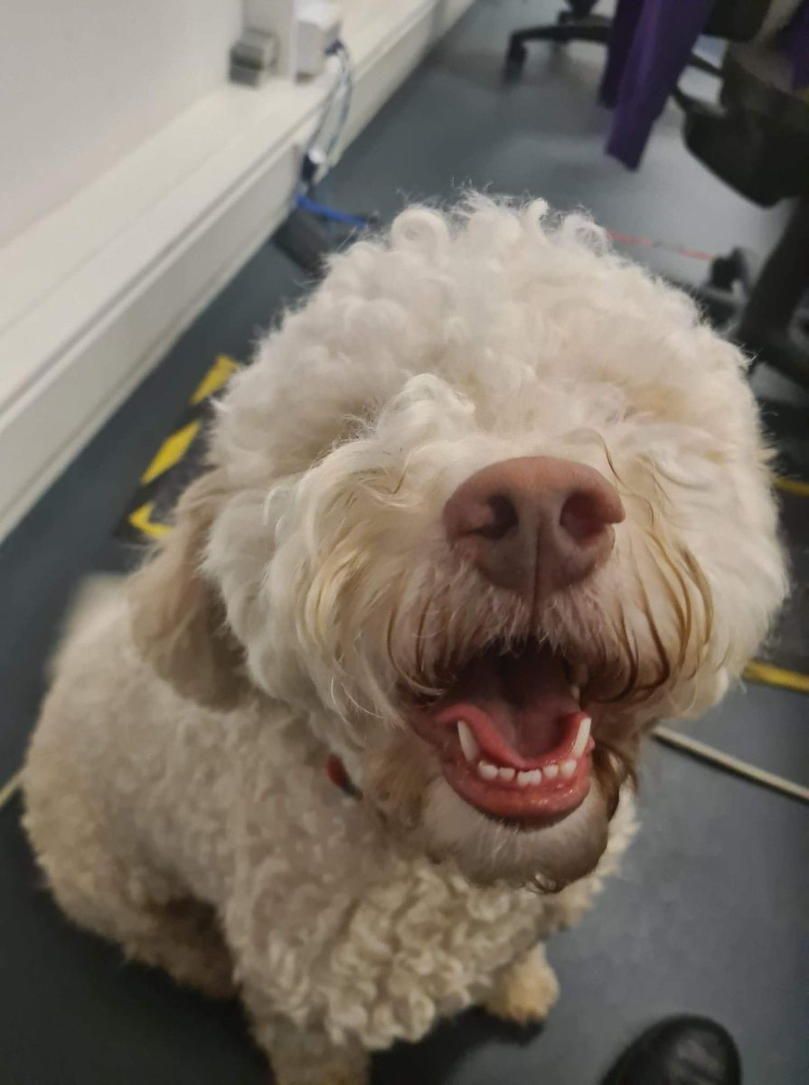 Extrordinair's tweet photo. Little Luigi came all the way from @JFKairport last week ๐บ๐ธ.
Thank you World Wide Pet Transport for sending us such a happy boy ๐
#cutedogs #cutedogsoftwitter #lagottoromangnolo #JFK #America #USA #Edinburgh #edinburghairport #pettransport https://t.co/1ulCQBz8YQ