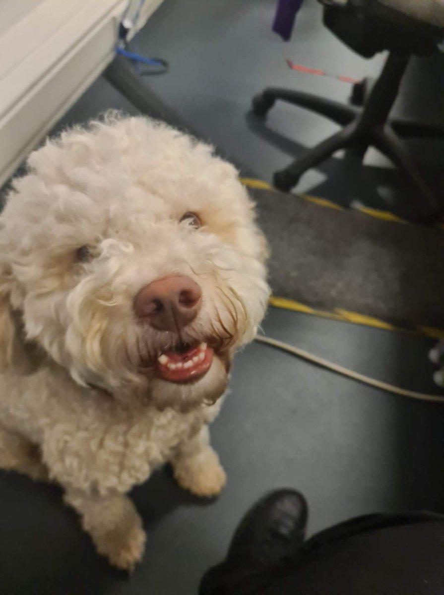 Extrordinair's tweet photo. Little Luigi came all the way from @JFKairport last week ๐บ๐ธ.
Thank you World Wide Pet Transport for sending us such a happy boy ๐
#cutedogs #cutedogsoftwitter #lagottoromangnolo #JFK #America #USA #Edinburgh #edinburghairport #pettransport https://t.co/1ulCQBz8YQ
