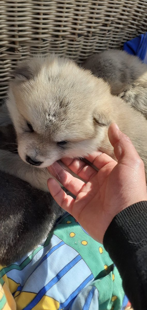 davidsparrow96's tweet photo. #AKITAINU  😍 https://t.co/3EDzqUUJJg